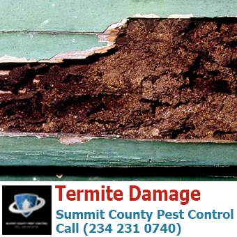 Damage caused by termites