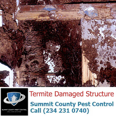 Wood Structure Damaged by Termites