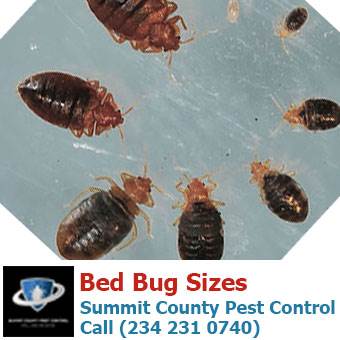 Bed Bugs Size