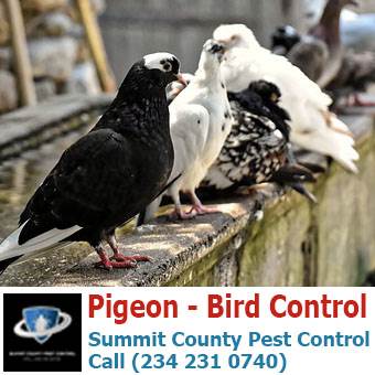 Bird Control