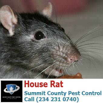 House rat eating food