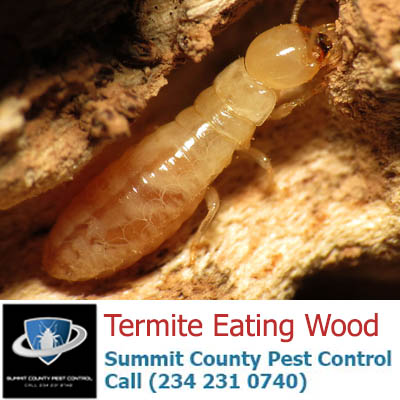 Termite Eating Wood